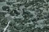Polished Stromatolite (Alcheringa) Section - Billion Years #239943-1
